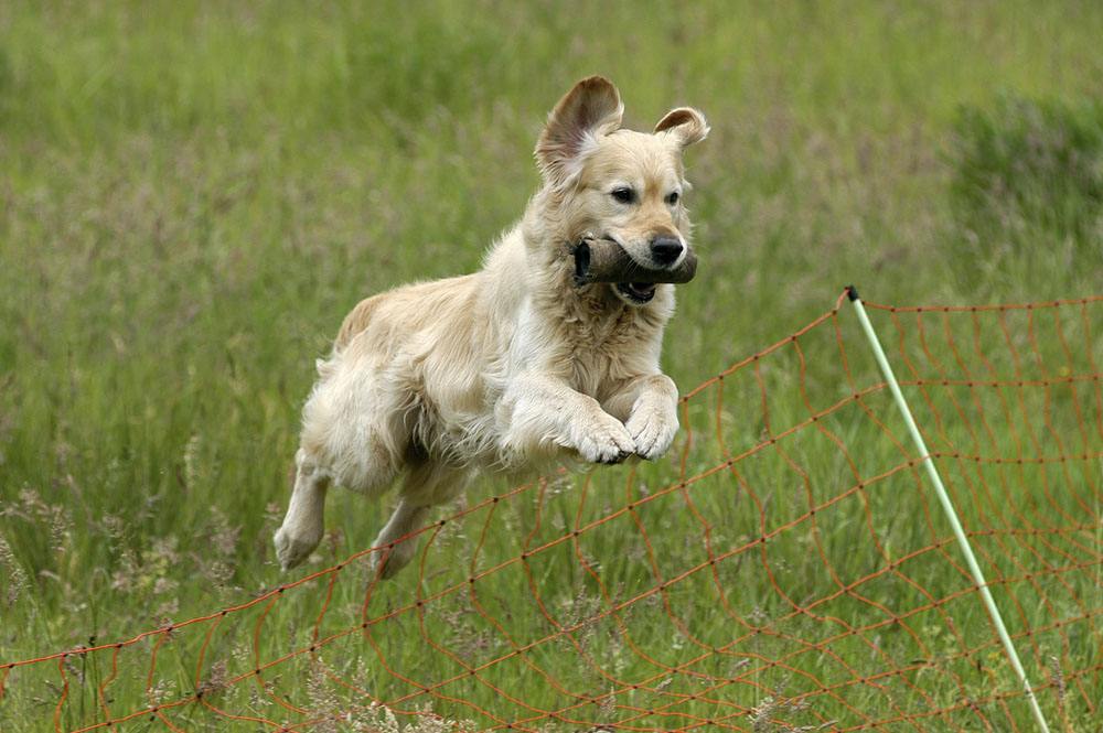 怎么训练狗狗晚上安静睡觉,狗狗晚上老叫怎么训练呢图片