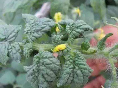 出现药害的农作物怎么补救,草莓药害的表现症状是什么