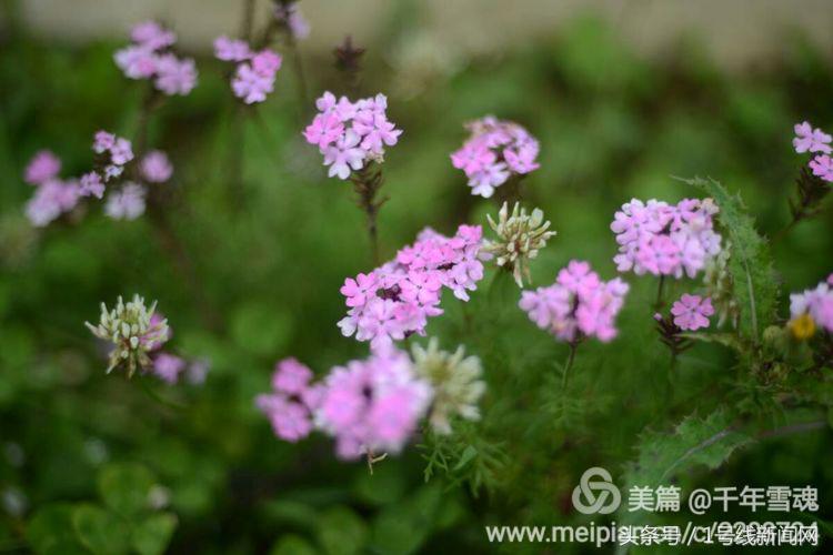 永远的余子店——文/刘宏冰