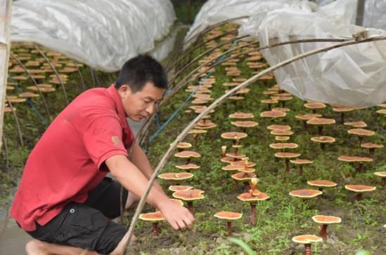 仙芝楼有机灵芝旗舰店 (郑州仙芝楼有机灵芝)