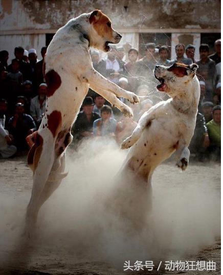 又帅又霸气的猛犬,猛犬长大后有多霸气