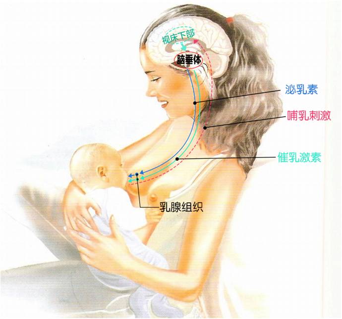 奶堵了宝宝才是吸奶小神器,帮助宝宝吸奶的工具