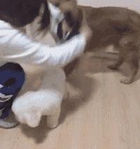 金毛吃起醋来，连自己的孩子都嫉妒