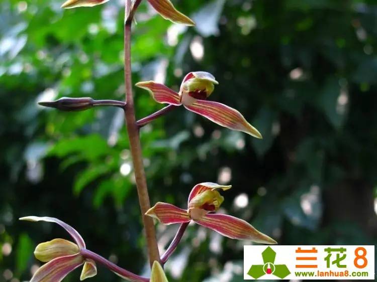 兰花的精神品格折服世人，兰花品性雅洁惹人怜爱