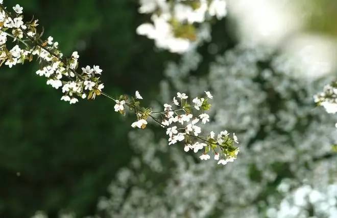 元曲春天,宋词里的春天意境深远