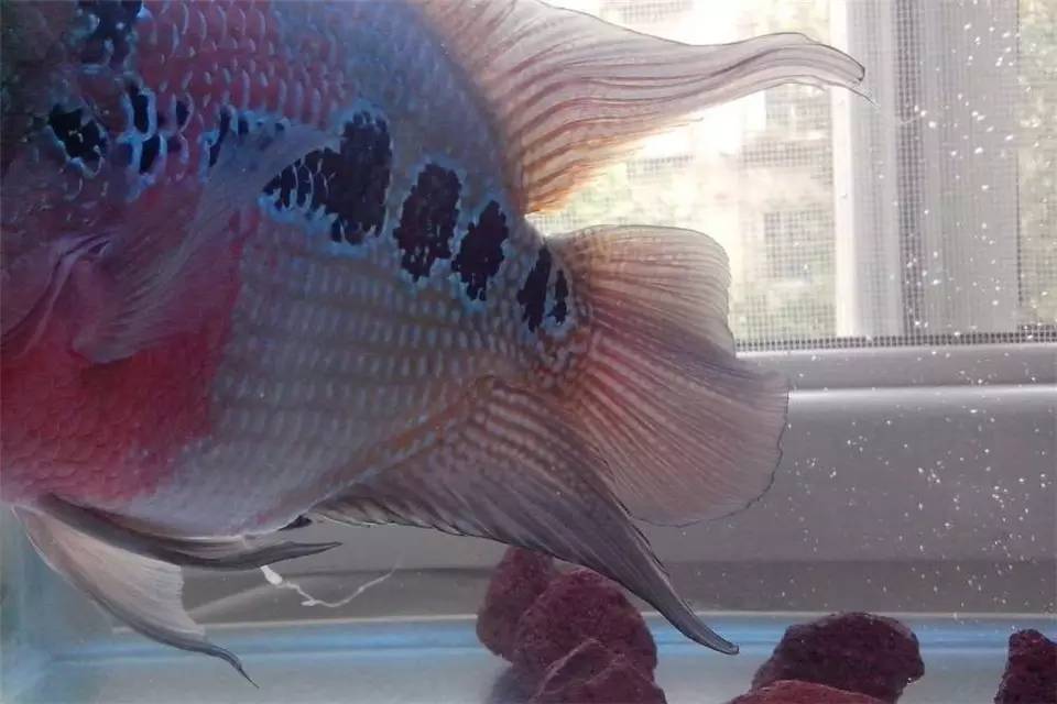 罗汉鱼生病的症状,罗汉鱼长得慢是什么原因