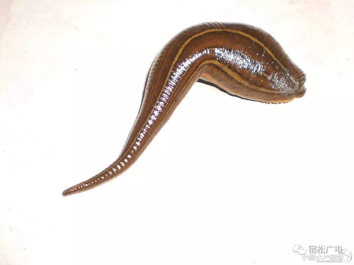 水蛭养殖季节,水蛭捕捞时间在几月份