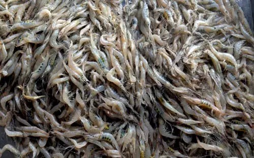 威海一月份当季海鲜,威海冬天海鲜种类