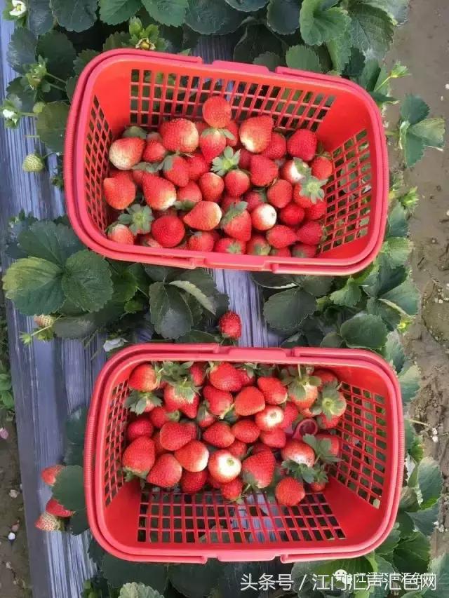 江门草莓采摘园在哪里,草莓采摘园人满为患