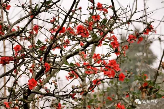 这里的春天最美丽歌词 (这里的春天最美丽)
