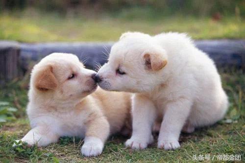 怎么让调皮狗变老实狗,让小可爱狗狗变乖乖