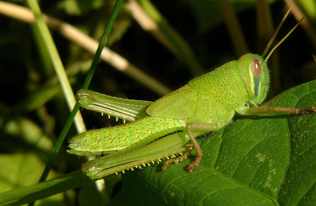 农村常吃的十种虫子,小时候常吃的八种虫子