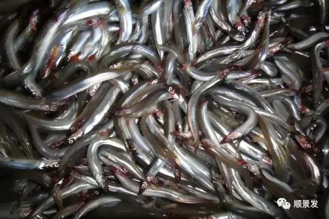 天下渔仓有机鱼,天下渔仓椒江店地址