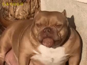 恶霸犬是最矮的吗,恶霸犬底盘低