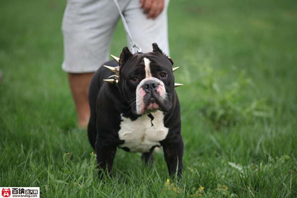 魔兽源犬舍“布兰妮”三岁震撼气质成就犬界恢弘传奇!