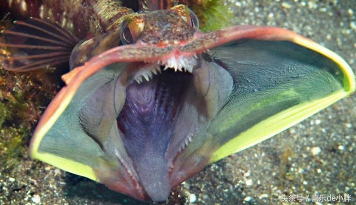 世界上十大最怪异的海洋生物,十种奇特的海洋生物