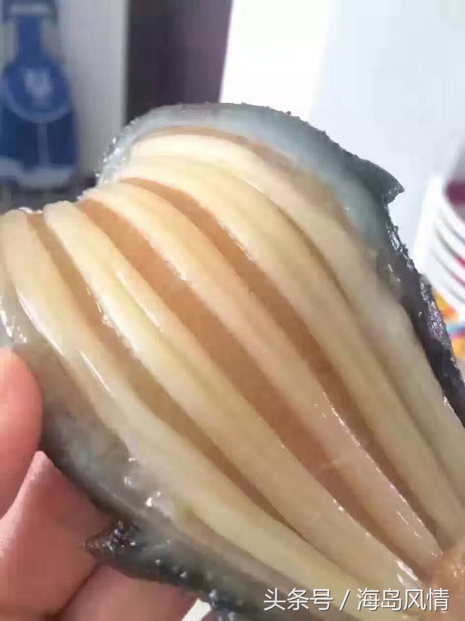 野生海参跟养殖海参有什么区别,野生海参和养殖海参营养区别大吗