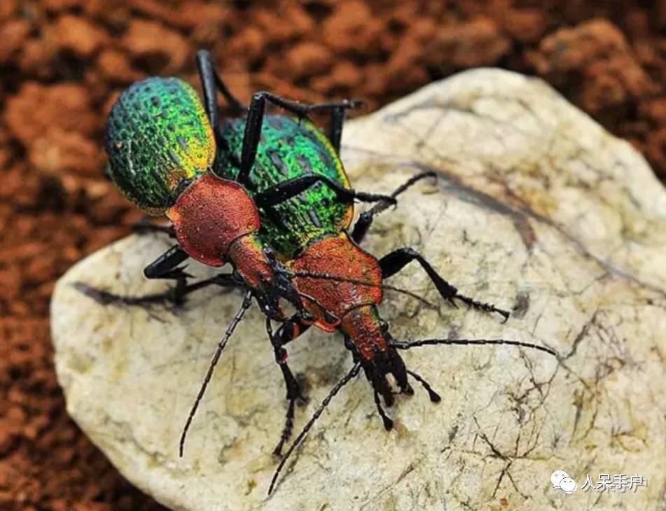 熊猫还是中国一级保护动物吗,秦金丝猴是国家一级保护动物