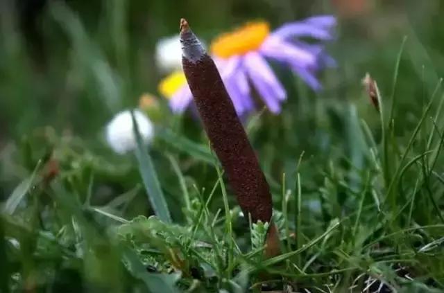 刘虎岐:想种植中草药来赚钱?这些知识点你得先了解!