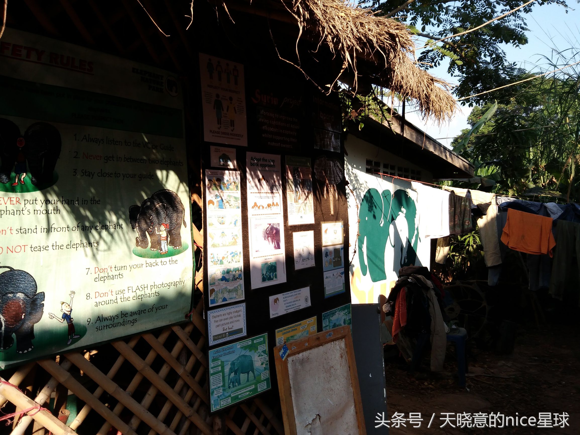 泰国大象旅行记,泰国旅游跟大象近距离接触