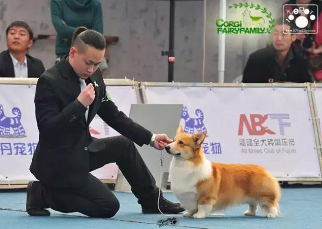 狗狗打比赛项目有哪些,狗狗比赛都有什么项目