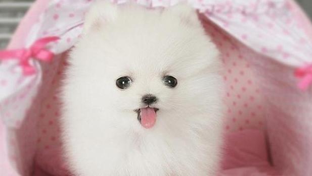 狗狗拉稀，而且不吃东西也没精神，怎么回事？