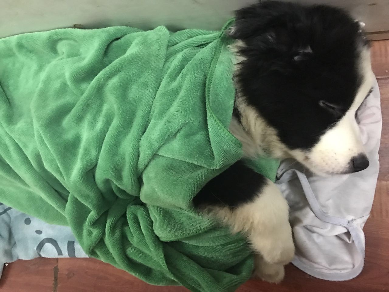 边牧得过细小还用打细小疫苗吗,没打疫苗的边牧幼犬能训练吗