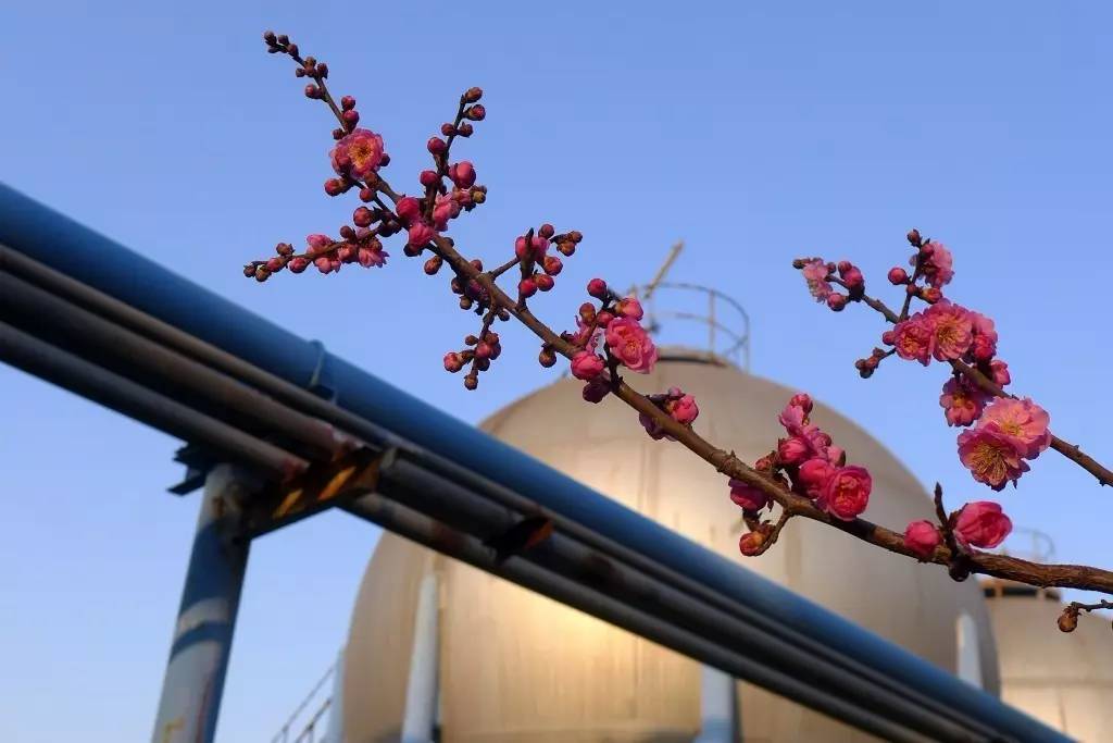 印象渭南：情寄雪梅