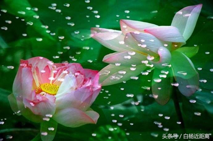 许昌市大美莲城,许昌大美莲城图片