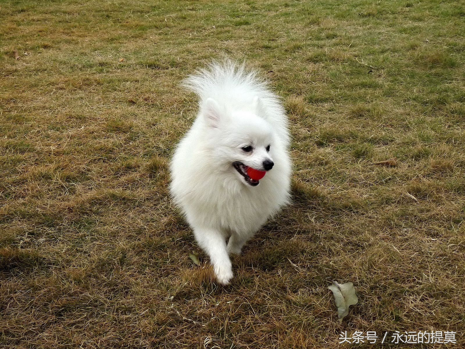 博美犬到底有多可爱,博美犬真可爱