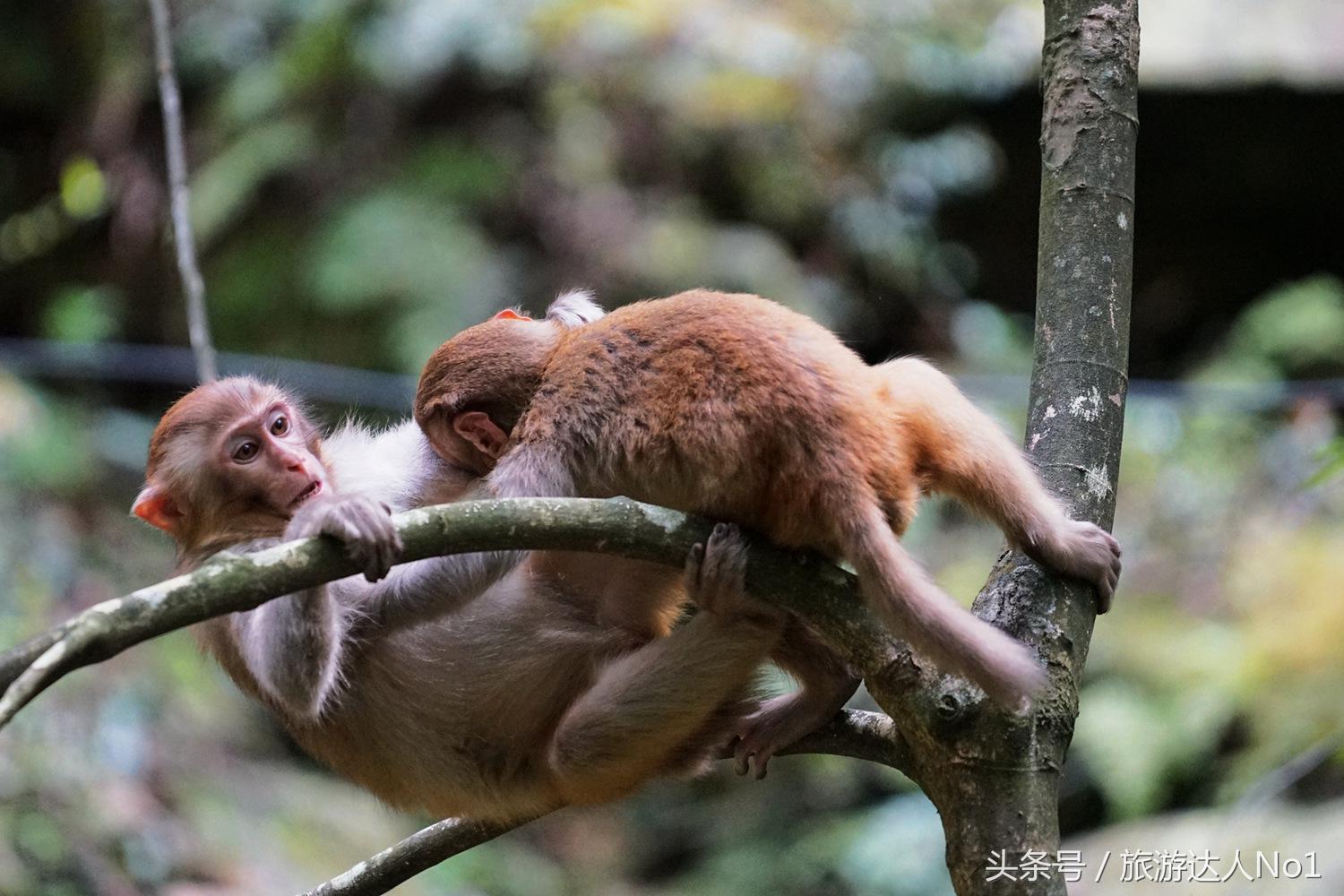 游记张家界8天旅游详细攻略,张家界天门山森林公园美景游记