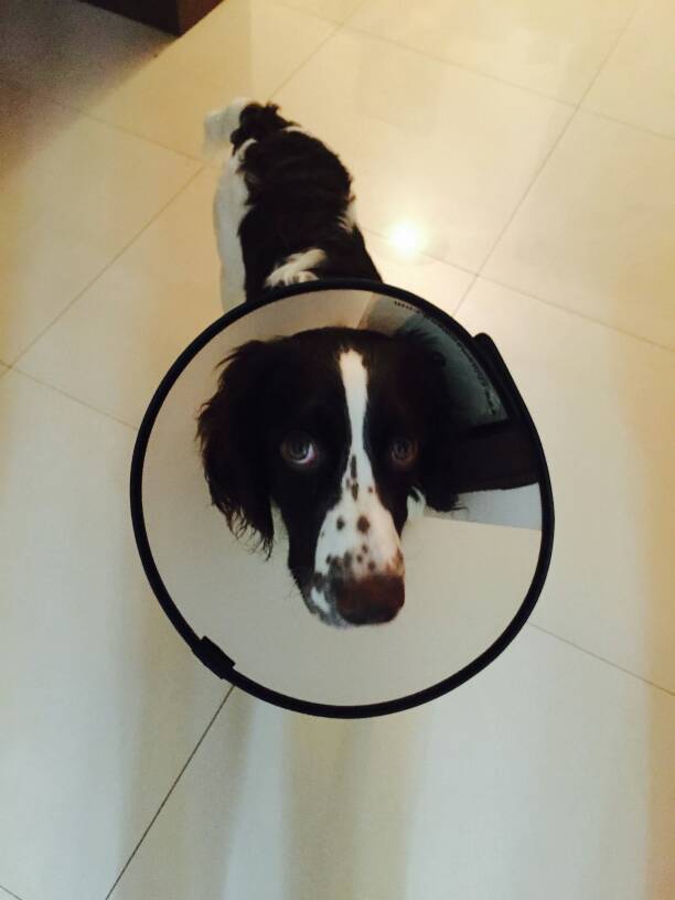 能遇到这样的人就好好珍惜,作为一个怕狗的人到底能不能养狗