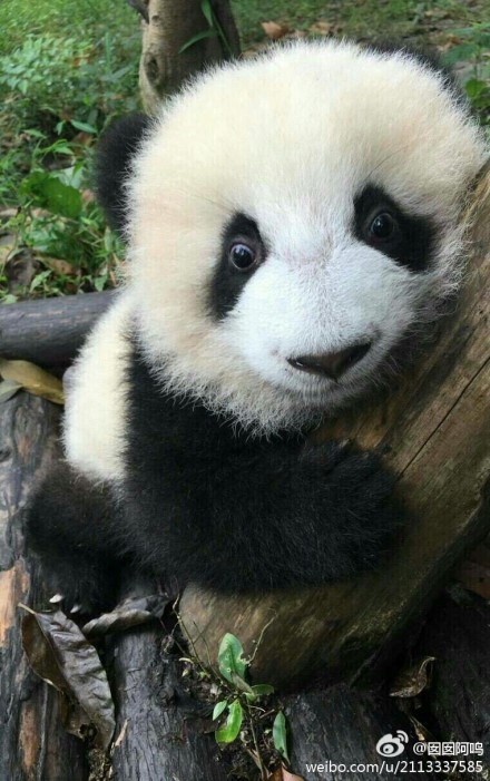 中国十大最火的外国网红,抖音百万网红姐弟抱大腿