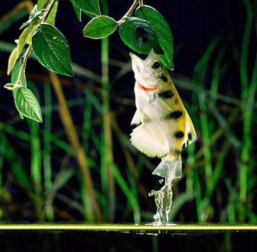 火影忍者动物会忍术,水枪射水鱼
