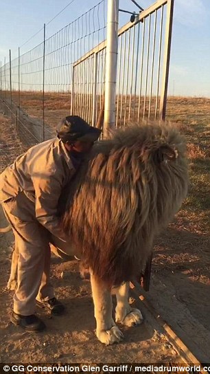 南非狮爬路中间休息,南非雄狮鬃毛