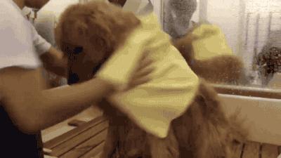 一下雨狗就害怕,下雨天狗狗太臭怎么办啊