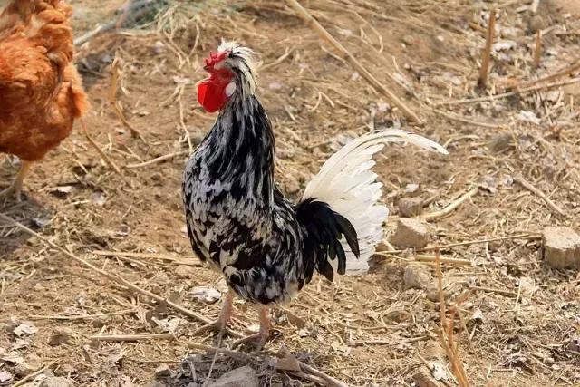 户县新西兰农场好玩吗,西安户县农场