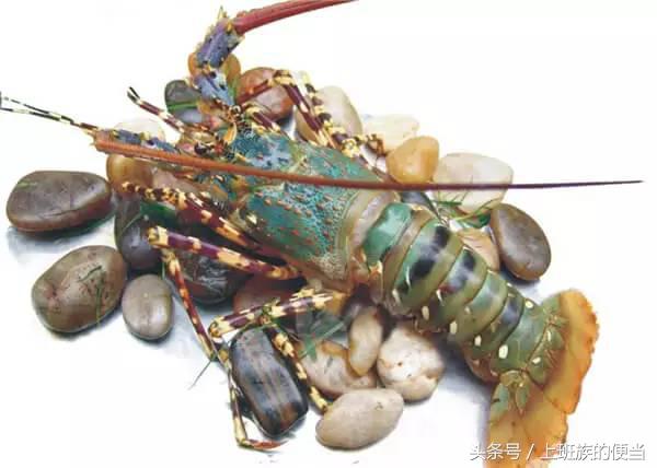 罗氏虾与澳洲小龙虾的区别,罗氏虾和基围虾区别哪个好