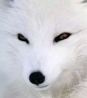 什么样的眼睛勾人？