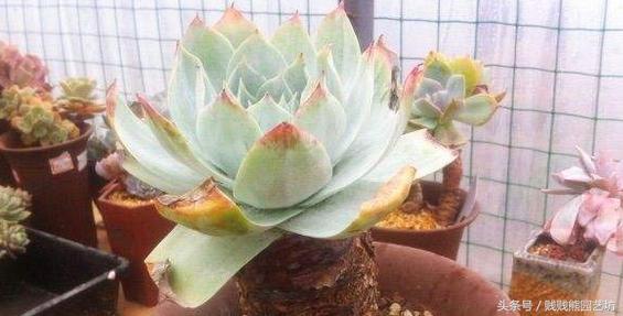 新手对多肉的忠告,多肉新手入门感受