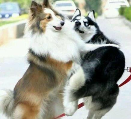 哈士奇可以和金毛杂交吗,如果哈士奇和狼在一起会怎么样