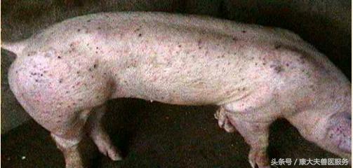 猪肾病皮炎治疗,猪肾病皮炎综合症状