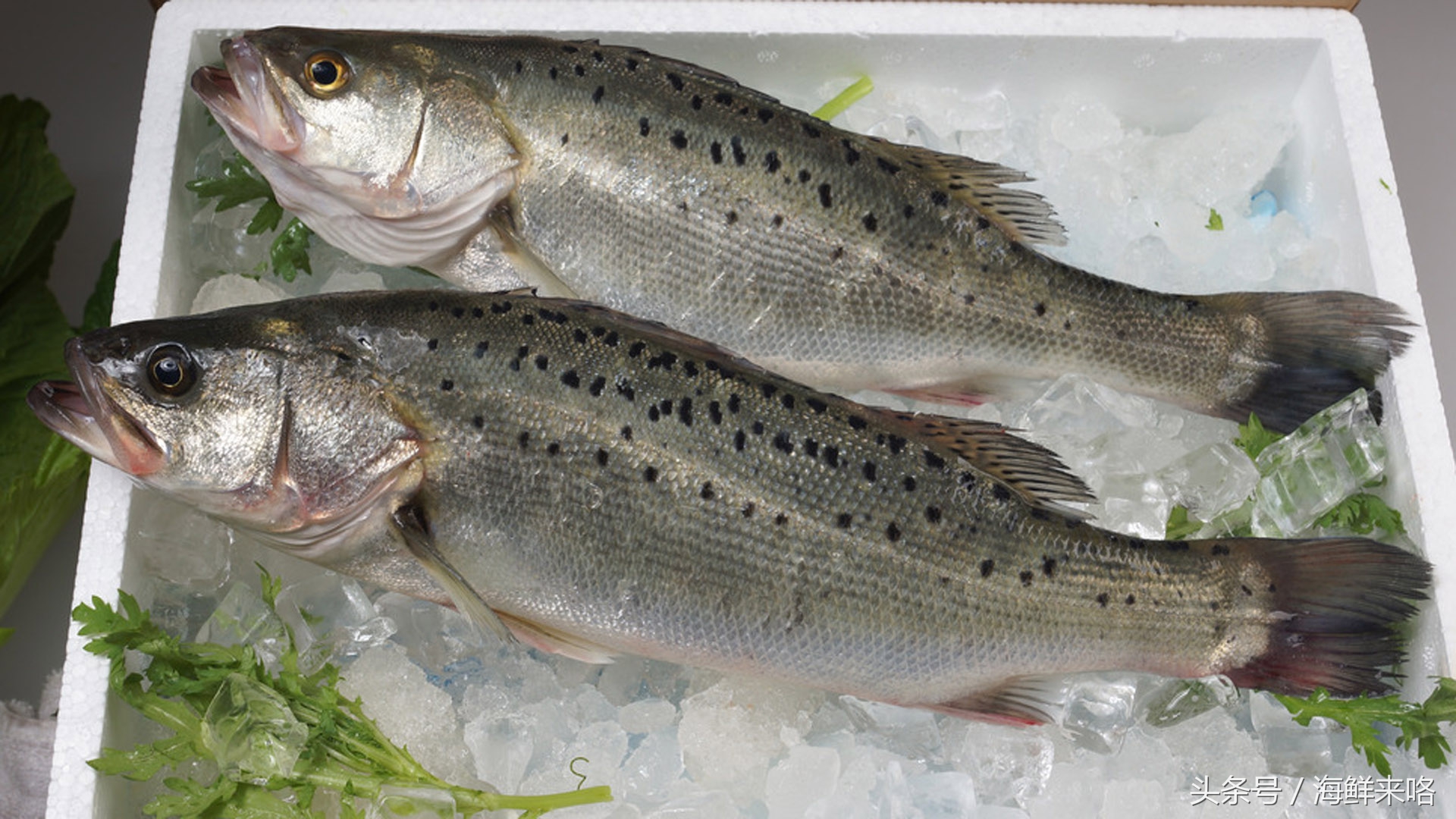 哪种海鱼吃着最简单,哪种海鱼喜欢吃肉