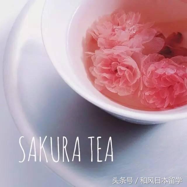 樱花季带你去日本看最美的樱花,日本观赏樱花地点有哪些