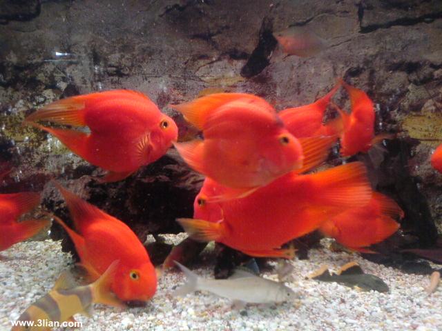 鹦鹉鱼容易出现什么病,鹦鹉鱼最常见的疾病是什么