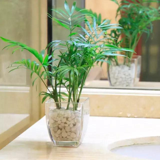 室内用水养的花,一帆风顺花可以直接用水养