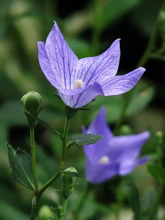 桔梗花：爱你永不悔