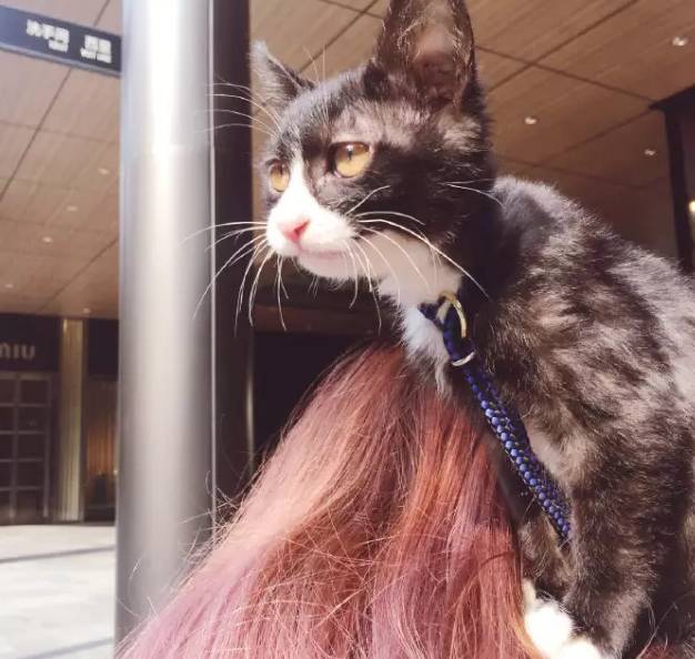 成都有哪些商场值得去,成都可以带宠物玩耍的地方