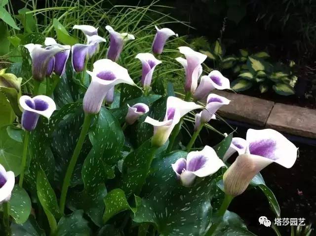 彩色马蹄莲教程,彩色马蹄莲问题