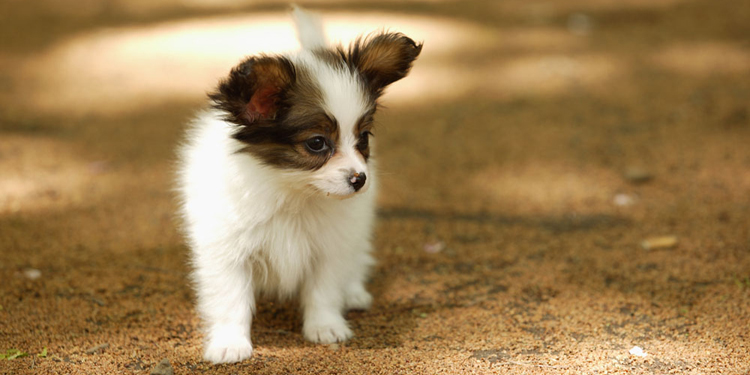 狗狗难产怎么办怎么帮助它生出来,狗狗难产怎么办详细解决方法图